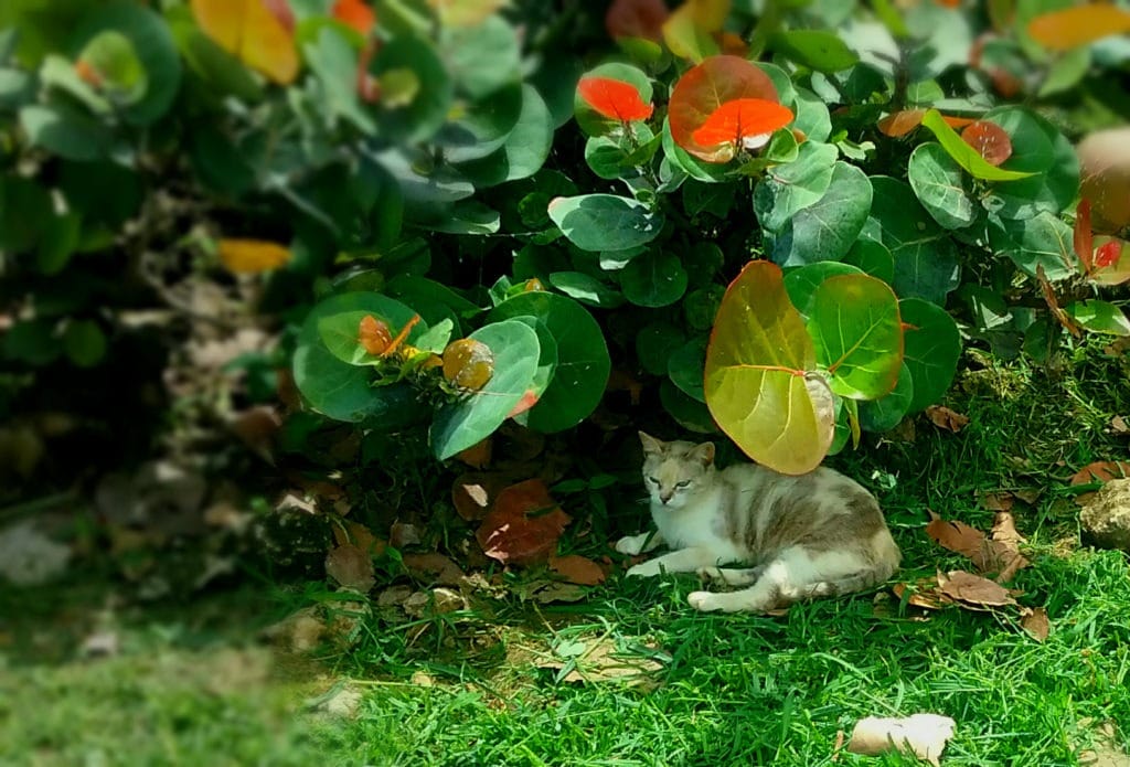 San Juan Cat| | Cruise Port Advisor