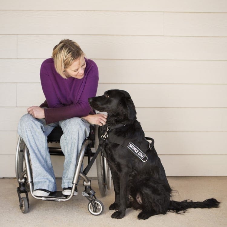 service dog with disabled woman